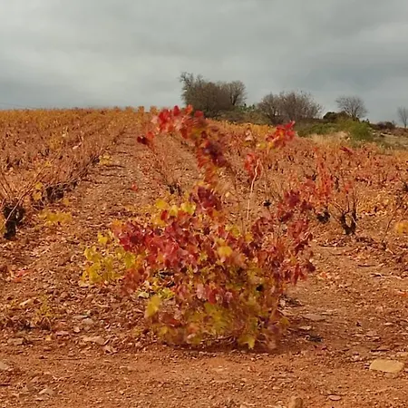 公寓 Entrelasvinas *