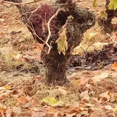 Entrelasvinas 公寓 卡利涅那