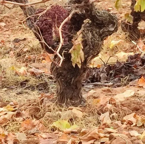 Entrelasvinas Lägenhet Cariñena